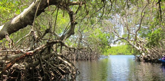 natural1538240440_618_Kayak-en-Morrocoy-éxtasis-turquesa